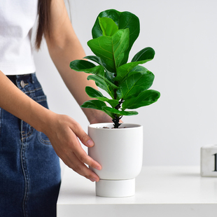 琴叶榕室内桌面绿植小盆栽观叶盆景办公室环境美化清新空气好养