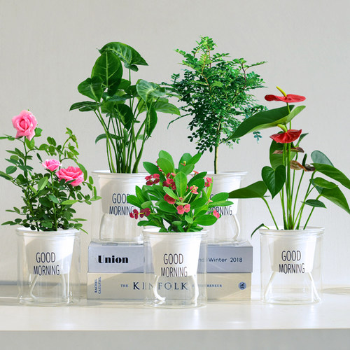 镜绿好养自吸懒人花卉桌面小绿植