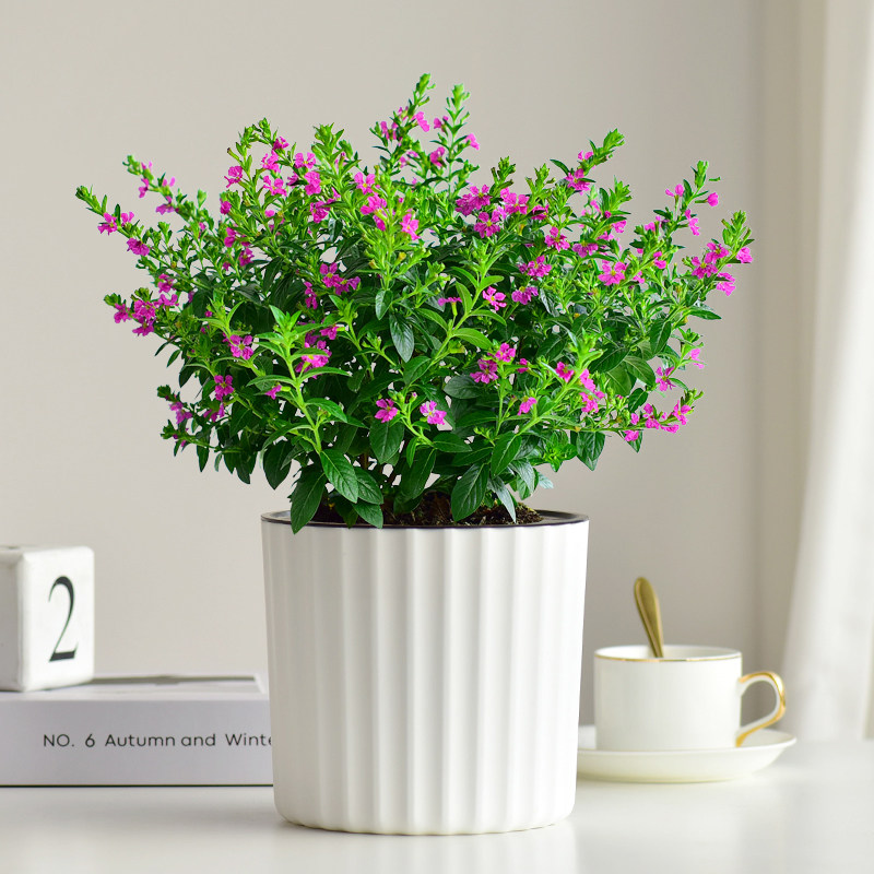 满天星阳台草本花卉四季开花绿叶盆栽庭院楼顶花园植物多年生好养