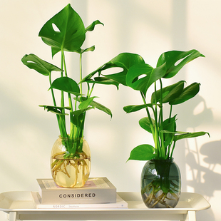 ins风水培龟背竹植物盆栽绿植室内净化空气好养喜阴办公室桌面 花