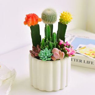 彩色仙人球与多肉植物组合盆栽室内花卉桌面盆景治愈陪伴礼品摆件