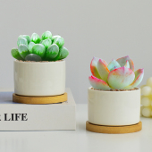 桌面陶瓷多肉植物组合盆栽办公室内小花卉绿植稀有品种大颗养套餐