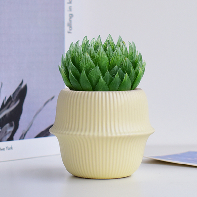 玉露樱水晶多肉植物十二卷属室内桌面耐阴小盆栽阳台好养四季绿色