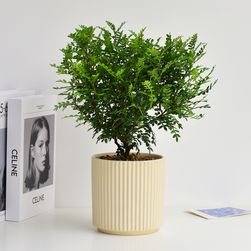 多年清香木小树室内绿植盆栽庭院植物阳台景观吧台花卉绿化盆景