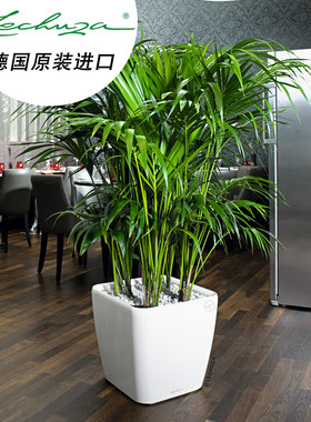 德国进口Lechuza乐株沯自吸水方形特大口径落地家用发财树花盆