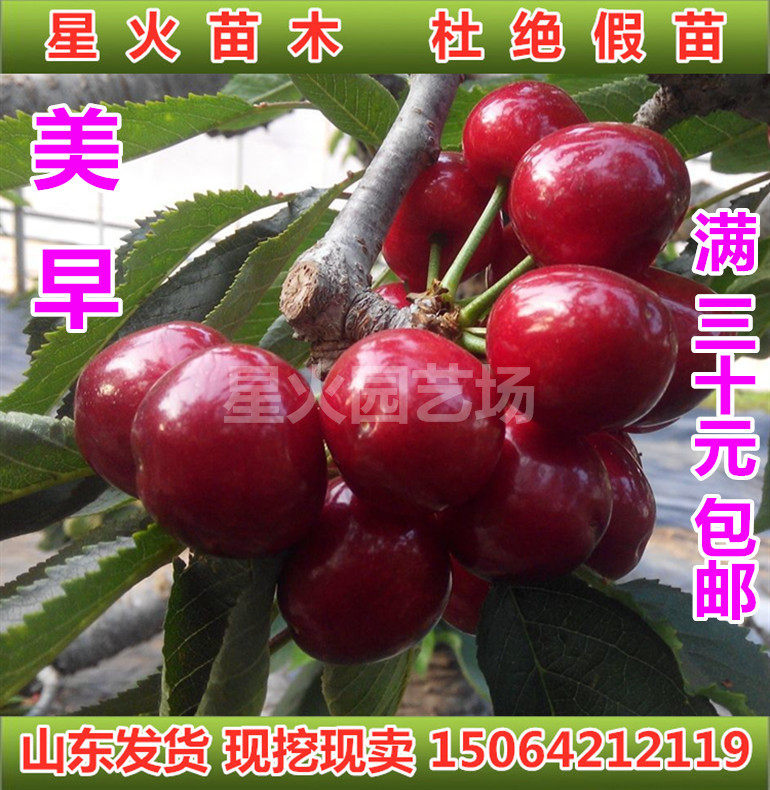 青岛发货美早大樱桃树苗当年结果