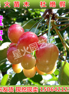 黄蜜大樱桃树苗嫁接车厘子苗南北方种植当年结果盆栽地栽庭院阳台