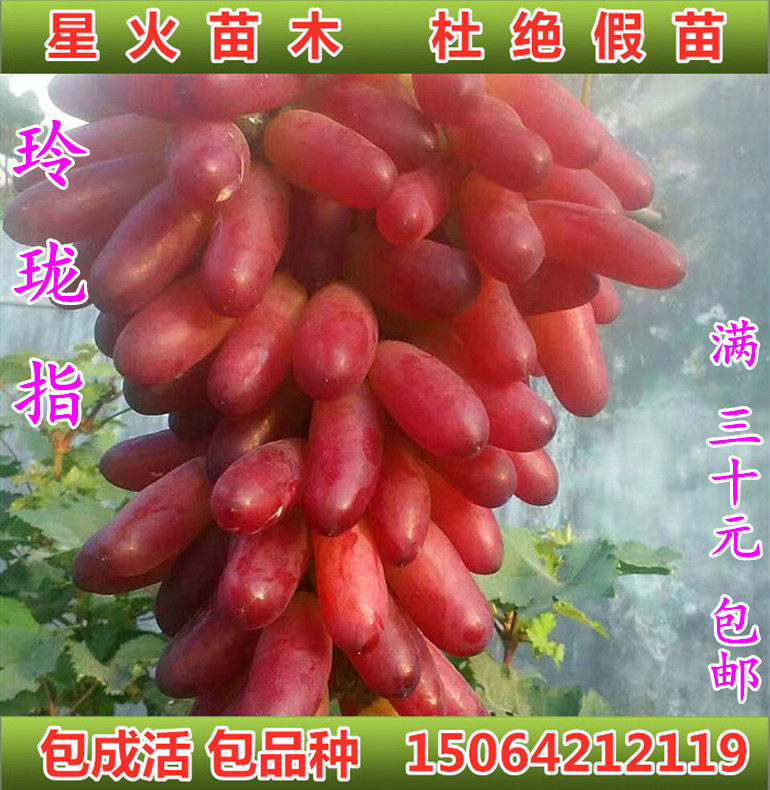 青岛玲珑指葡萄苗新品种指状葡萄苗木南北方种植庭院盆栽地栽爬藤