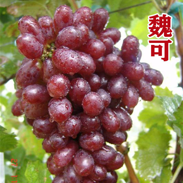 青岛基地魏可晚熟葡萄苗南北方种植新品种硬果肉盆栽阳台地栽庭院