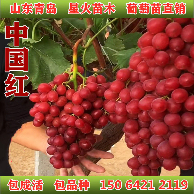 山东青岛中国红玫瑰葡萄苗南北方种植爬藤室内盆栽无核裸根果树苗