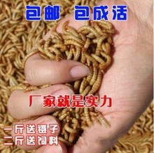 面包虫活体小黄粉虫活的面包虫鱼饲料面包虫仓鼠画眉鸟饲料食