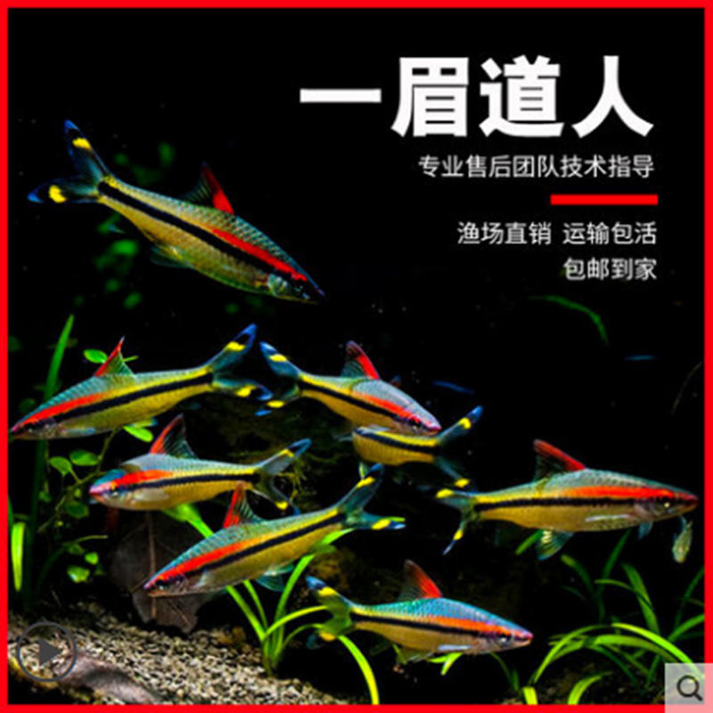 鱼中小型草缸群游一眉道人剪刀