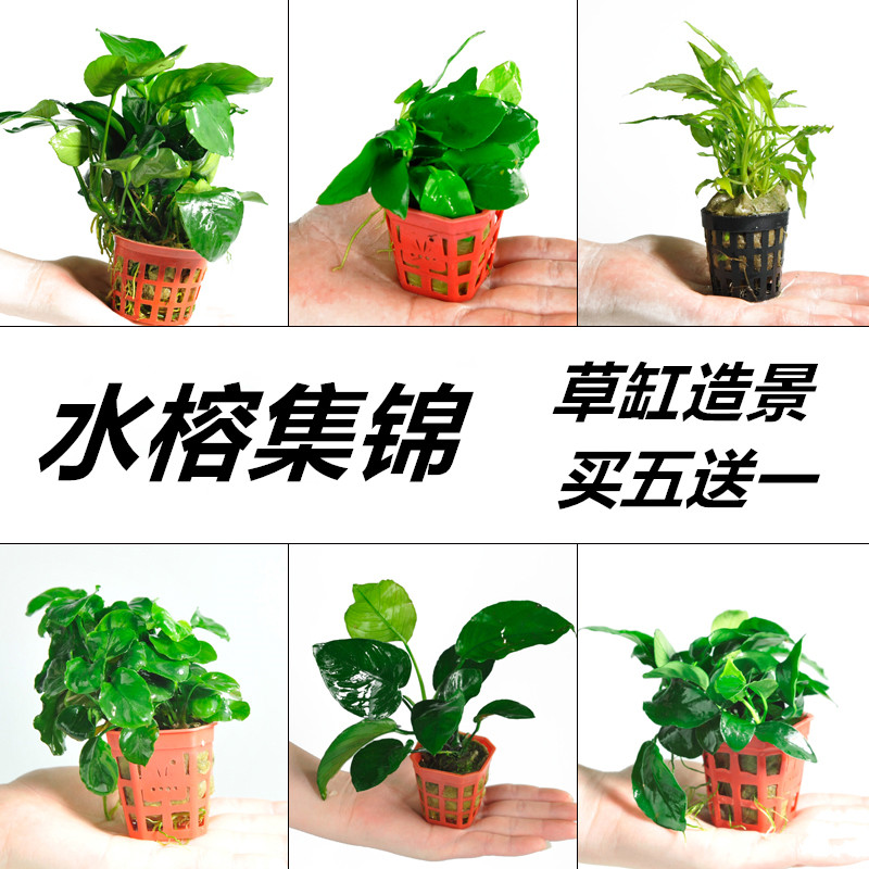 鱼缸中前景水草造景多少钱 鱼缸中前景水草造景优惠券免费领取 有条鱼
