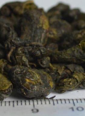 2025年贵州野生多穗石柯甜茶野生甜茶野生多穗石柯木姜叶柯自然甜