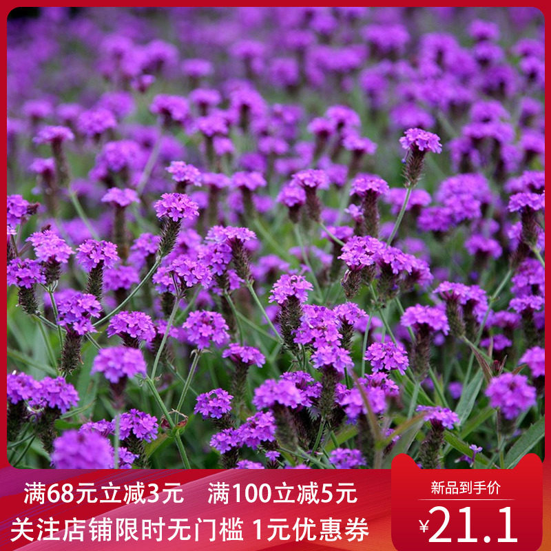 矮生马鞭草盆栽花苗带花花园多年生花镜观花植物桑托斯花期长紫色