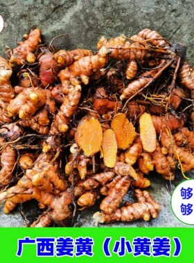 姜黄广西小黄姜月子姜现挖咖喱香料产后煲汤姜新鲜红姜粉黄色染料