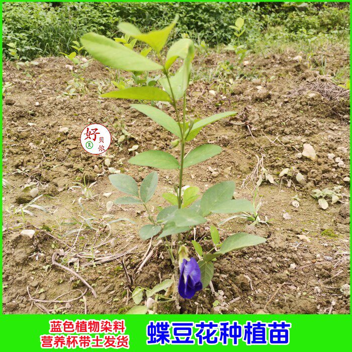 蝶豆花种植苗蓝色植物染料蝴蝶花