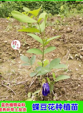 蝶豆花种植苗蓝色植物染料蝴蝶花苗蓝蝶花蓝色妖姬营养杯带土发货