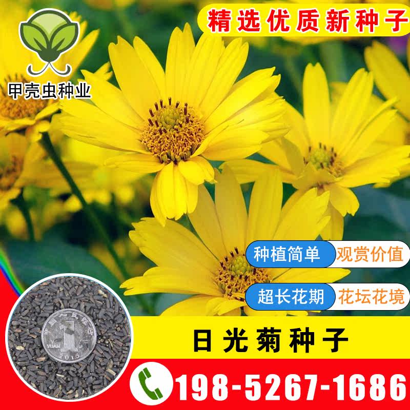 日光菊种子多年生草本花卉种子菊花阳台盆栽四季易播易活花籽