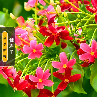 使君子种子舀求子四君子爬藤植物阳台盆栽攀爬花卉药材史君子种籽