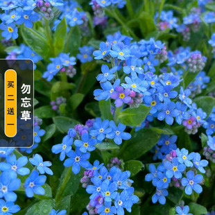 勿忘我花种宿根多年生高山勿忘草种子绿化盆栽四季易种花卉种籽孑