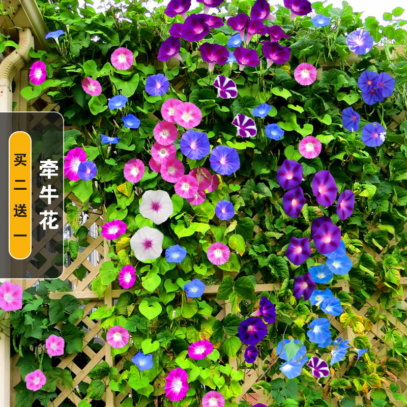 牵牛花种子喇叭花室外爬藤爬墙花卉混色开花不断盆栽易活播种种籽