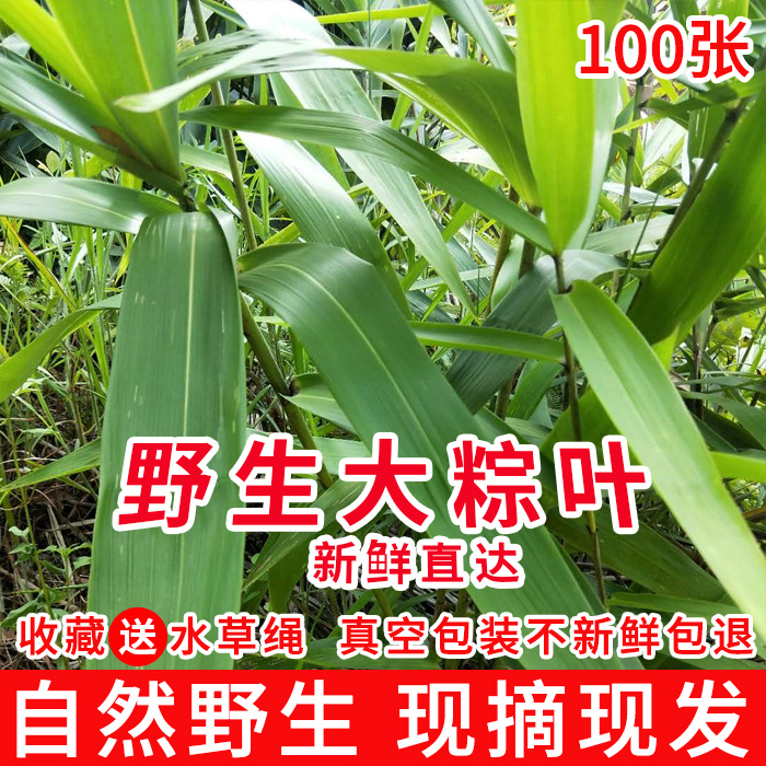 新鲜特大现摘泡沫箱100张粽子叶