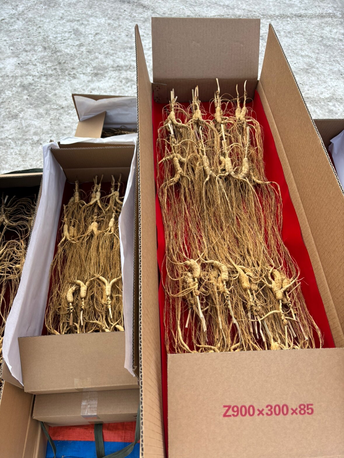 长白山野外人参零售滋补养生保健功效补肾气血调理脾胃虚弱