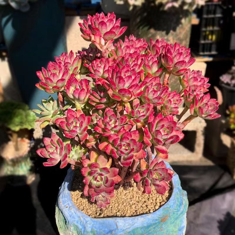 红稚莲大老桩超大颗纯露养多肉植物整装无砍新手好养办公室阳台