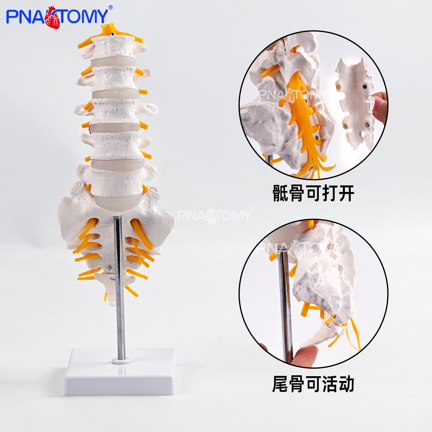 五节腰椎带骶骨可打开解剖模型医用教学实训教具脊椎结构标识器材,文具电教/文化用品/商务用品,教学标本/模型,淘宝优惠券,粉丝福利购,淘宝优惠卷