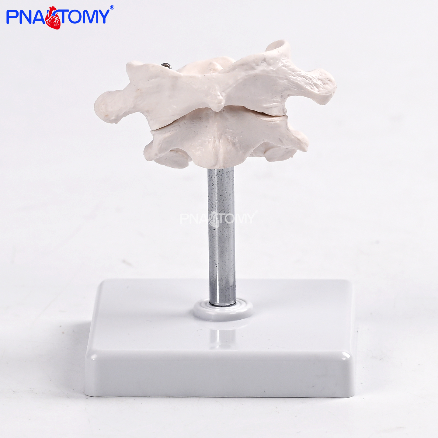 医用自然大寰椎枢椎模型颈椎上段结构可拆骨科教学实训医患沟通具