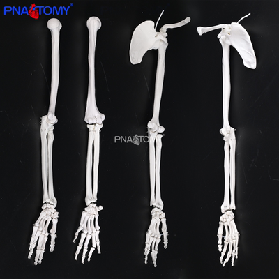 左右侧上肢骨带肩胛骨锁骨模型肱骨桡尺骨解剖精准医用教学实训具