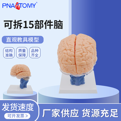 医学教学人体大脑解剖模型额叶颞叶脑室系统灰神经科学教学教具
