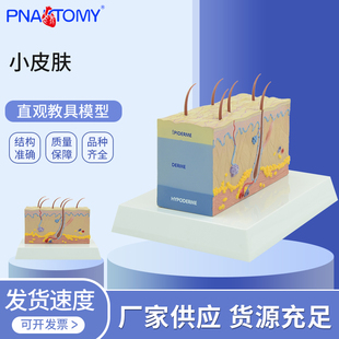 医学教学皮肤解剖模型表皮真皮皮下组织人体皮肤生理构造皮肤科室