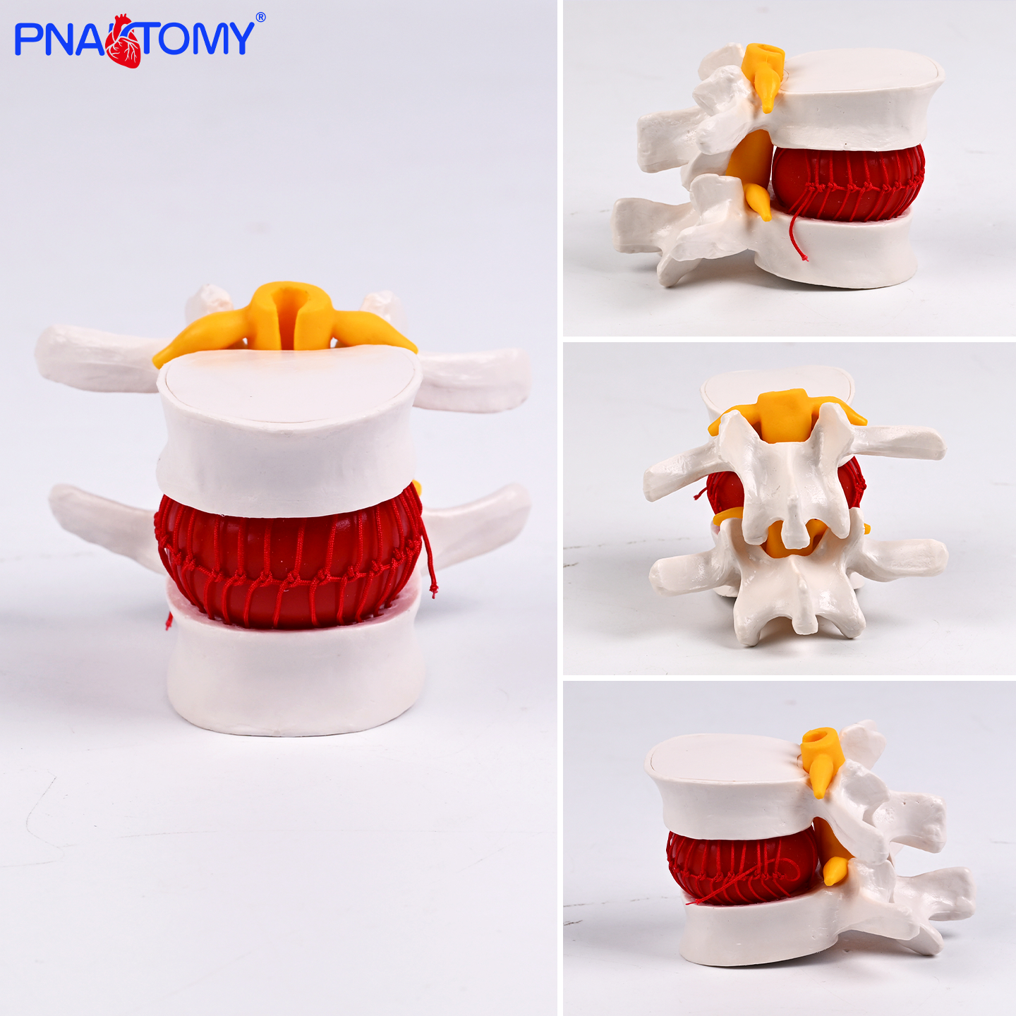 大腰椎带血球模型解剖结构清晰血管神经标注医用教学演示教具学习