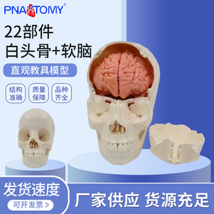 医学教学白头骨软脑模颅骨额骨顶骨结构大脑半球脑干脑解剖学实训