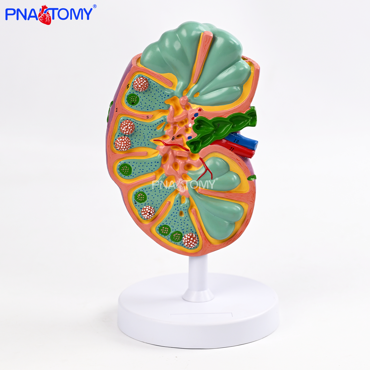 医用淋巴结解剖模型淋巴管分布可拆复刻医学教学实训医患沟通教具