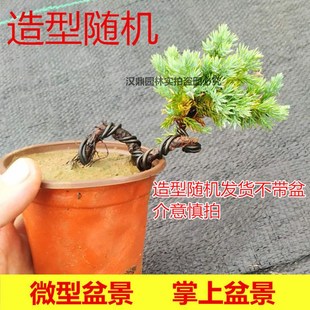 地柏盆景 微型盆景 桌面盆景 黑松 真柏精品盆景盆栽办公桌盆栽花