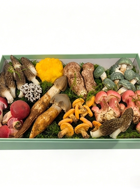 云南野生菌菇仿真模型科普摆件