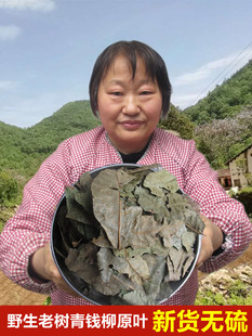 青钱柳茶中药材神农架金钱柳青钱柳原叶茶嫩芽茶养生茶野生青钱柳