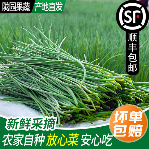 【顺丰上门】新鲜沙葱现摘现发甘肃民勤特产当季沙葱农家新鲜蔬菜