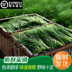 包邮 顺丰 沙葱新鲜甘肃沙葱新鲜沙葱特产蔬菜新鲜蔬菜野菜小葱