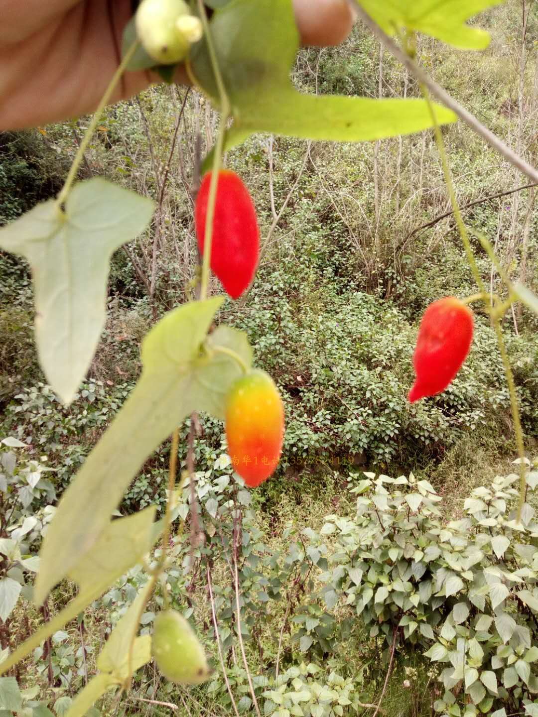 Red ginseng Guomiao Wild seedlings Then Result Yunnan specialty flowers and plants fruit Guomiao Climbing Botany For many yearsin the Flower delivery/Flowers simulation/Plants gardening , Flowers/Potted plants (New) , Flowers  category - from Buy2taobao.com to provide professional Taobao agent buy service