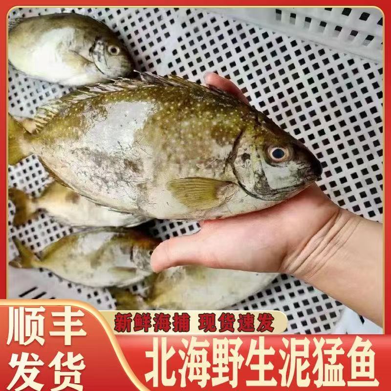 鲜活泥猛鱼冷冻海鱼顺丰新鲜海鲜水产冰鲜海捕鲜货柠檬鱼褐篮子鱼