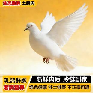 【山林飞翔生态放养】土鸽子运动量大3只乳鸽新鲜现杀生鲜鸽子肉