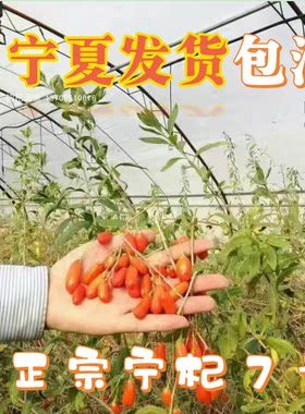 枸杞树宁杞9号小尖椒宁夏中宁红枸杞子黑枸杞树宁夏发货可盆地栽