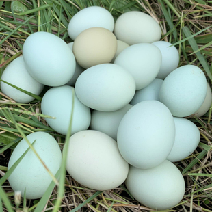 云南大山秘境飞鸡鸡蛋土鸡蛋