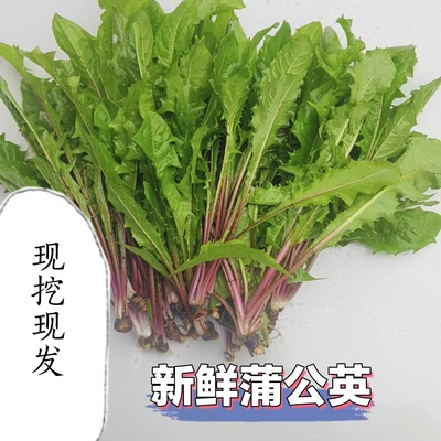 新鲜蒲公英现挖野菜婆婆丁