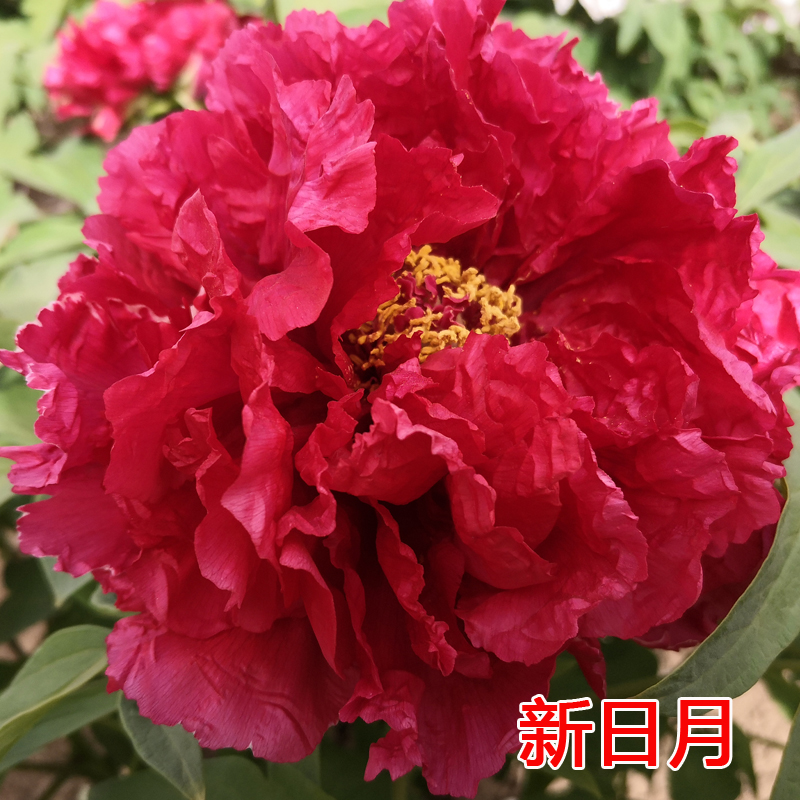 【新日月锦】菏泽红色观赏牡丹花苗 阳台盆栽木本花卉 秋季发货