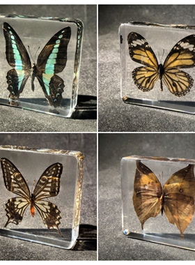 真实树脂昆虫标本真蝴蝶标本透明玩具蜻蜓创意居家台饰生日礼物